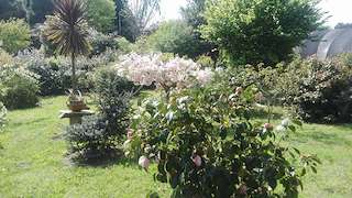 A Casa das Camelias