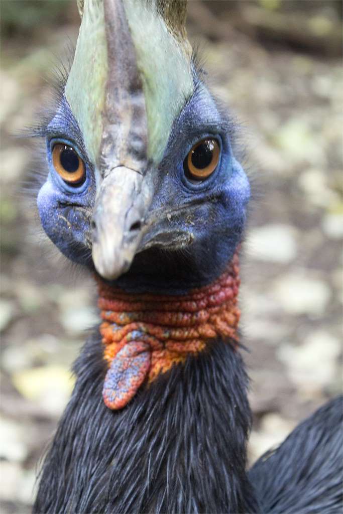 Avifauna en Outeiro de Rei