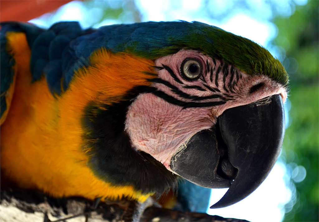 Avifauna en Outeiro de Rei