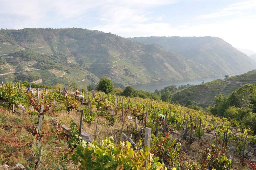 Bodega Ronsel do Sil