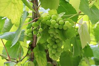 Bodegas y Enoturismo