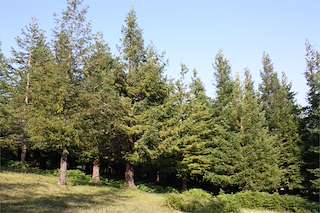 Bosque de Secuoyas
