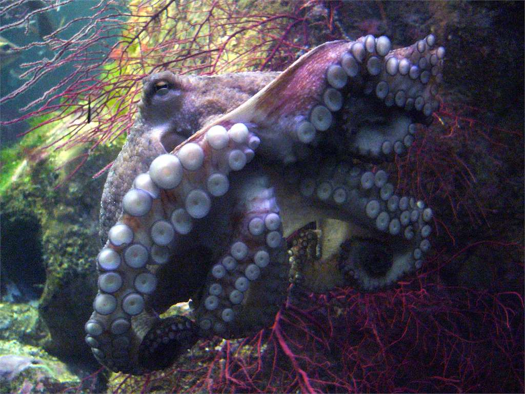 Casa de los Peces - Aquarium Finisterrae en A Coruña