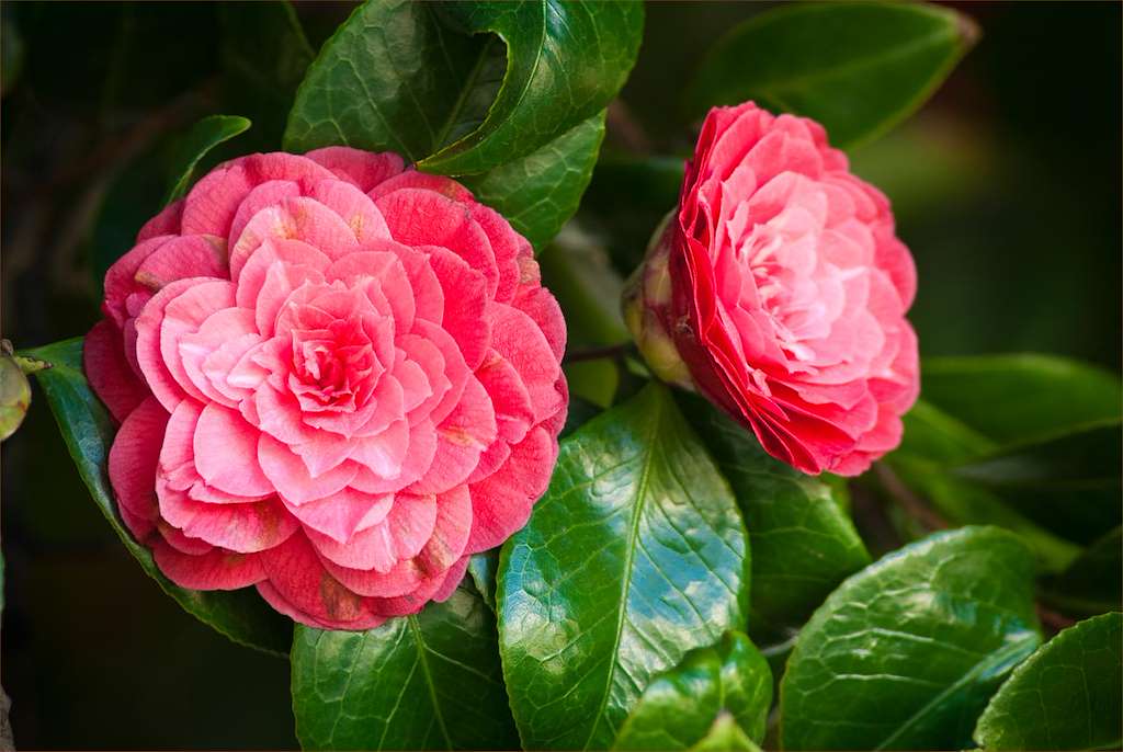 XX Certame de Exaltación da Camelia e Plantas Ornamentais en Mañón