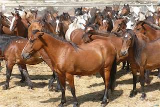 Curro de Amil