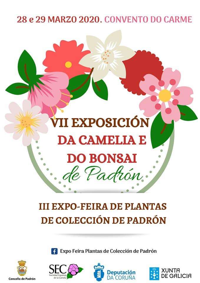 VIII Exposición da Camelia e do Bonsai en Padrón