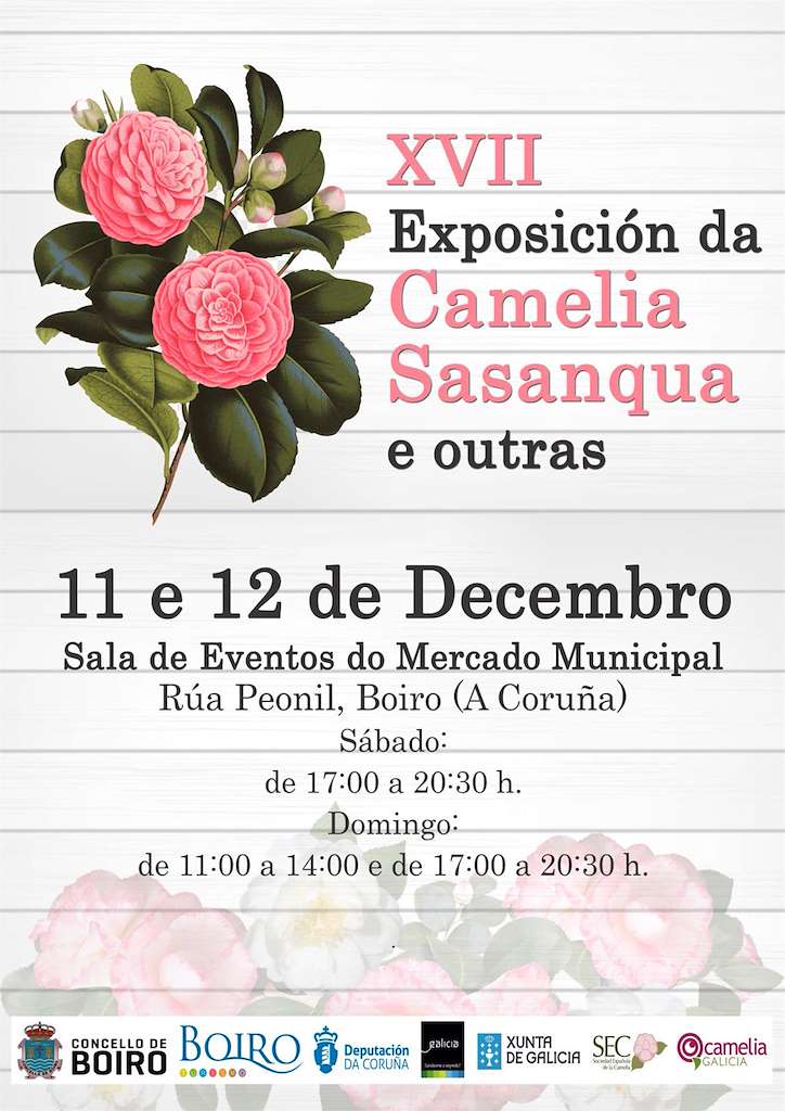 XIX Exposición da Camelia Sasanqua e Outras Especies en Boiro