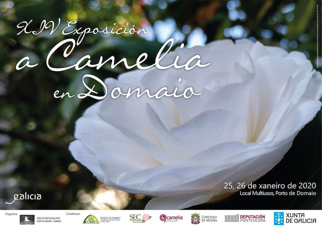 XVI Exposición de Camelias de Domaio en Moaña