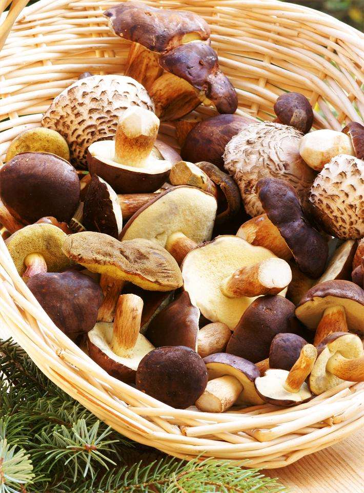 XXXIII Feira de Fungos e Cogomelos en As Pontes de García Rodríguez
