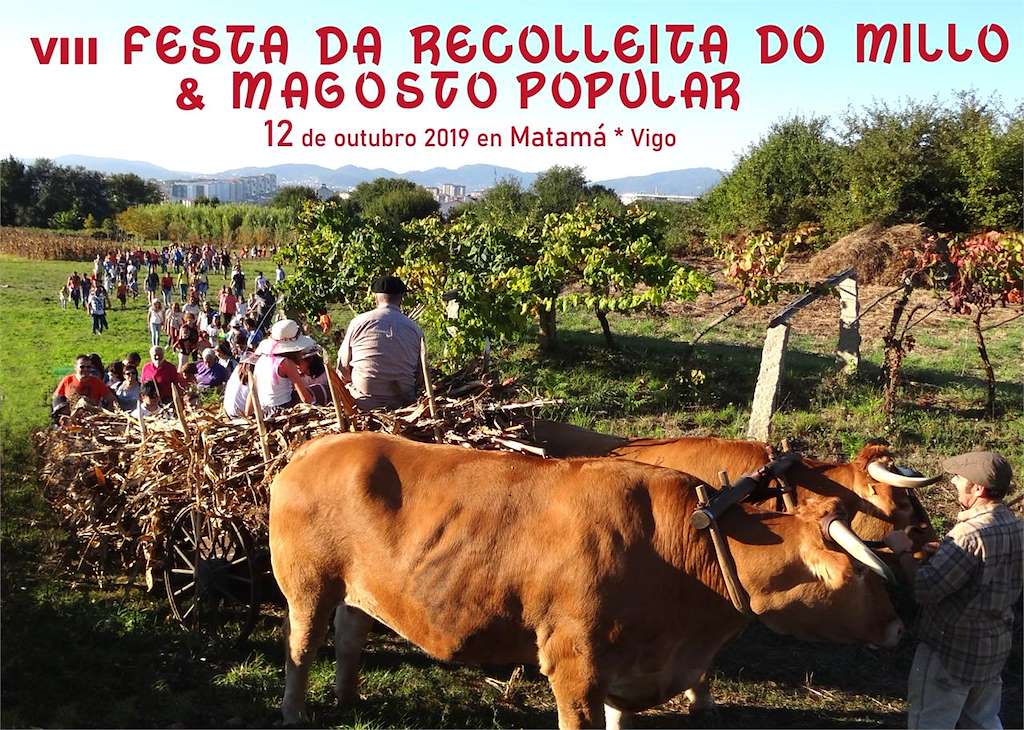 X Festa da Recolleita do Millo de Matamá en Vigo
