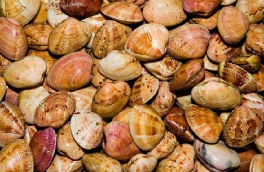 XIII Festa Gastronómica da Ameixa Roja (2024) en Illa de Arousa