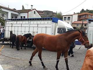 IX Ruta Cabalar en Barreiros