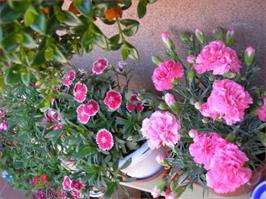 Festa das Flores de Villameá en A Pontenova