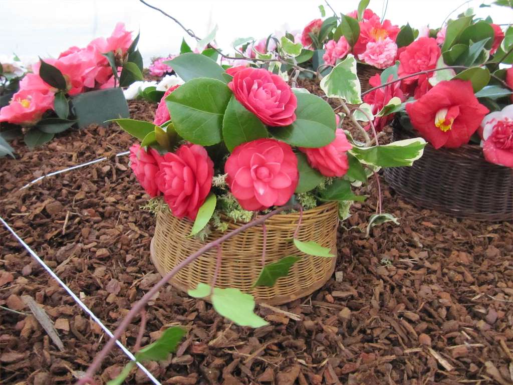 IX Mostra da Camelia en Tui