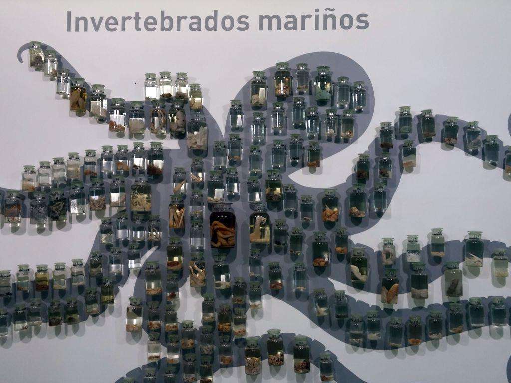 Museo de Historia Natural Luis Iglesias en Santiago de Compostela