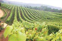 Panorámicas en O Rosal