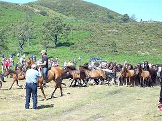 Rapa das Bestas de Sabucedo (2024) en A Estrada