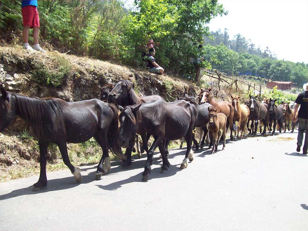 Rapa das Bestas de Sabucedo (2024) en A Estrada