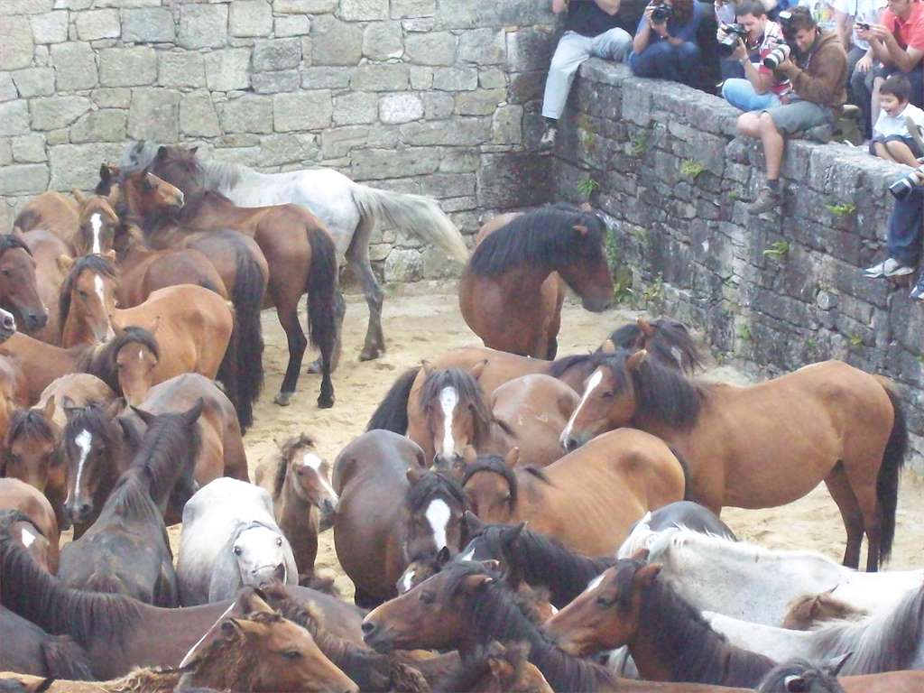 Rapa das Bestas de Sabucedo (2024) en A Estrada