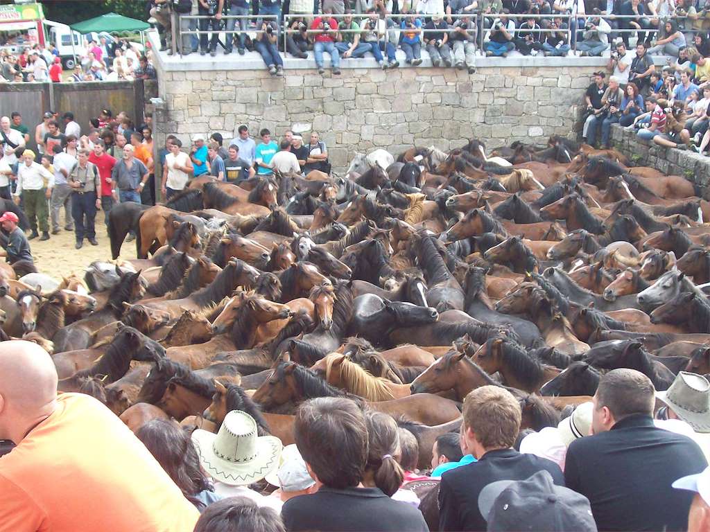 Rapa das Bestas de Sabucedo (2024) en A Estrada