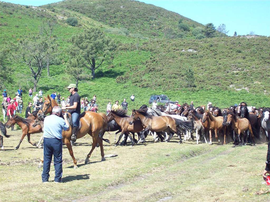 Rapa das Bestas de Sabucedo (2024) en A Estrada