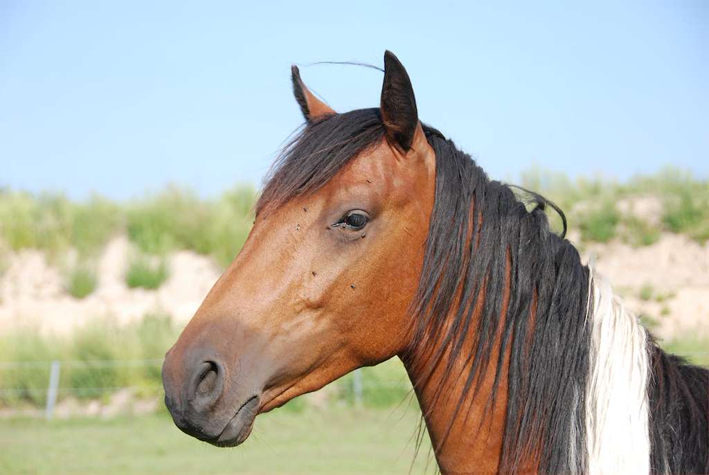 XXI Romería del Caballo en Tui