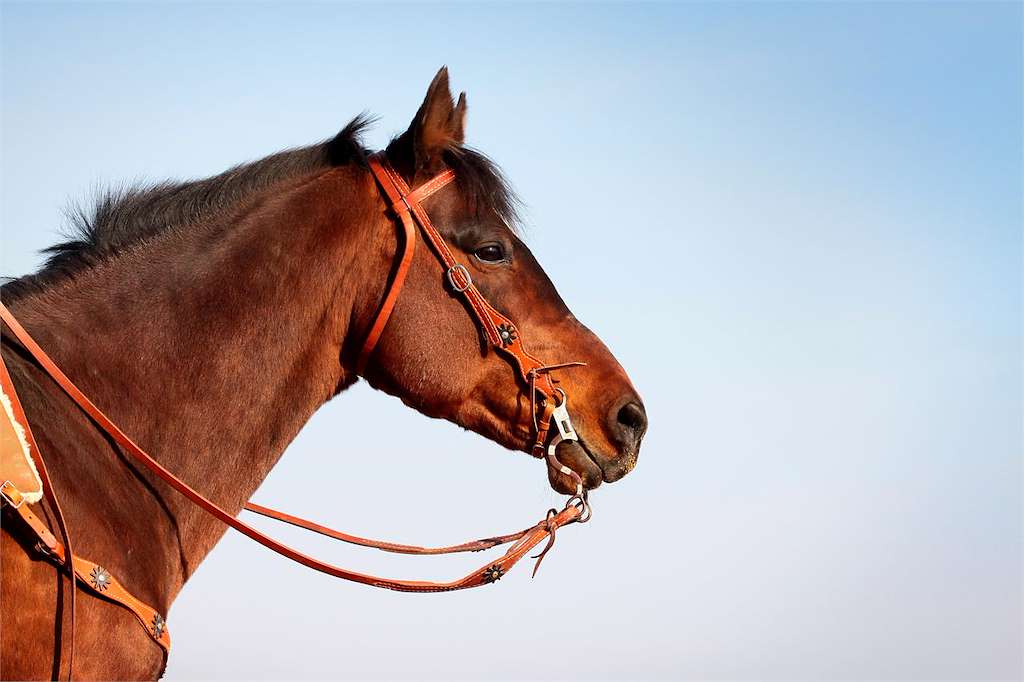 X Ruta Cabalar de Vilaza  en Gondomar