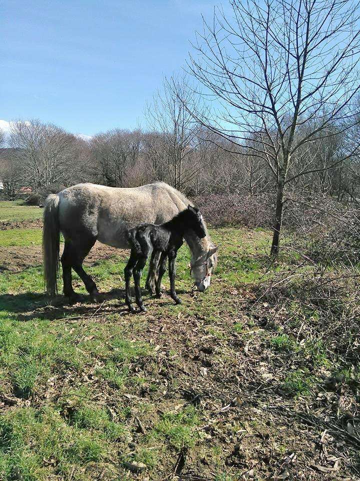 Rutas a Caballo Rancho Chico en Ordes
