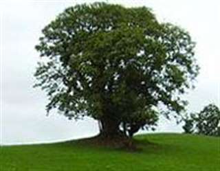 Sobreira de Santiorxo