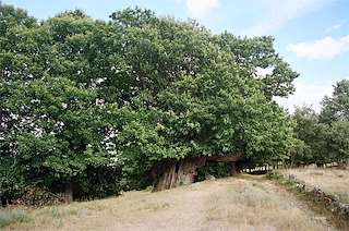 Souto de Rozavales