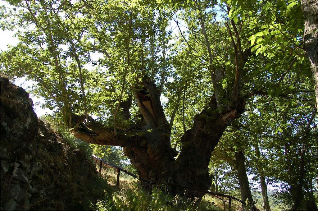 Souto de Rozavales en Manzaneda