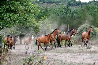 Turismo Cinegético Covas 21