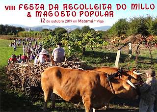 X Festa da Recolleita do Millo de Matamá en Vigo