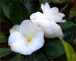 XVI Exposición da Camelia Bella Otero en Valga